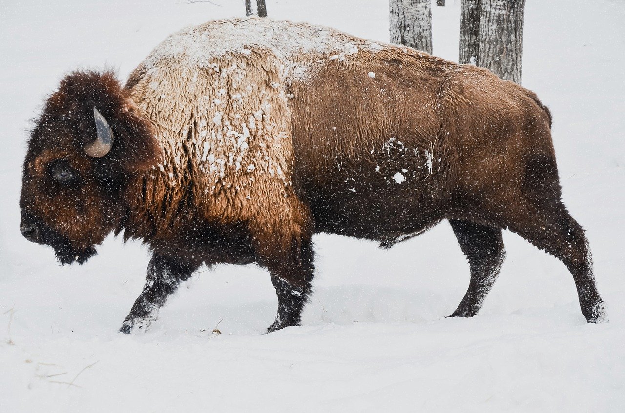 bison-1114091_1280